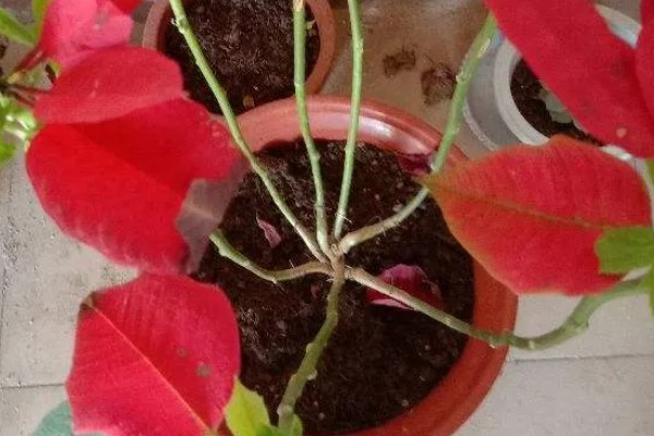 春天一品红怎样养，首先要对根部进行修剪