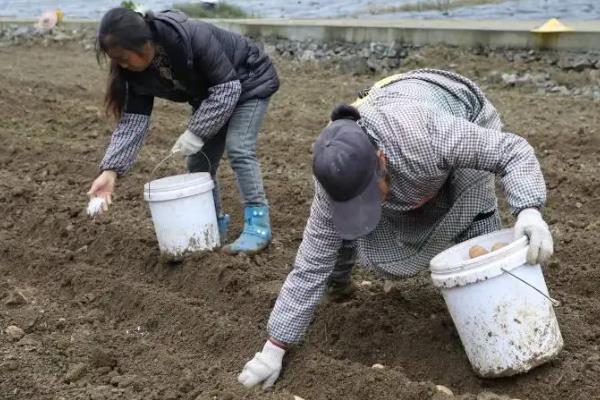 土豆一年能种几次，一年可以种2次