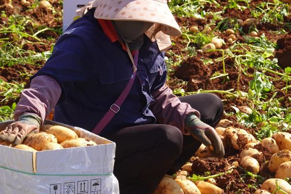 土豆一年能种几次，一年可以种2次