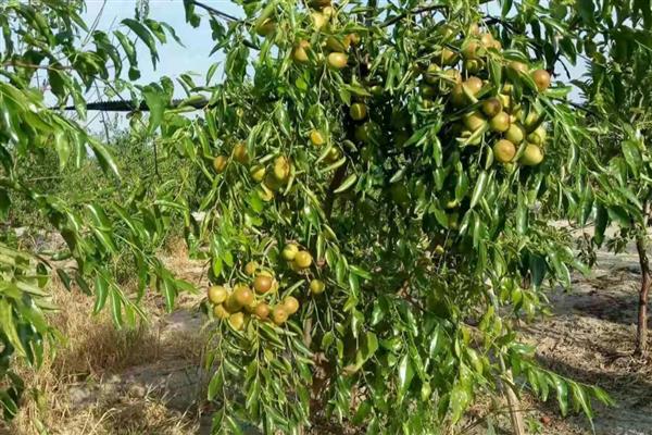 冬枣结果所需时间，种植后经过3-5年才能挂果