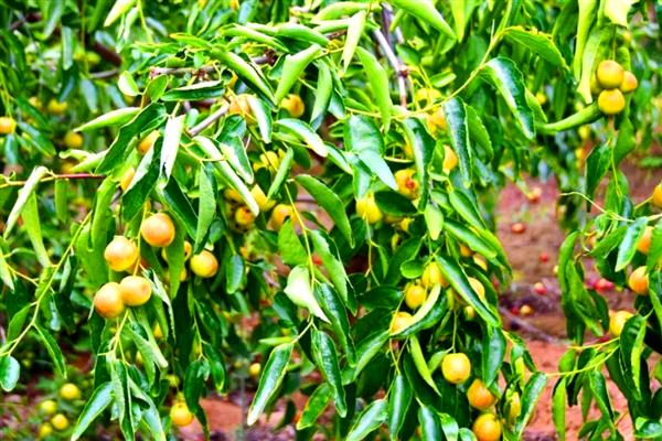 冬枣结果所需时间，种植后经过3-5年才能挂果