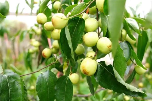 冬枣结果所需时间，种植后经过3-5年才能挂果