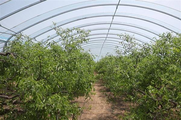 冬枣结果所需时间，种植后经过3-5年才能挂果