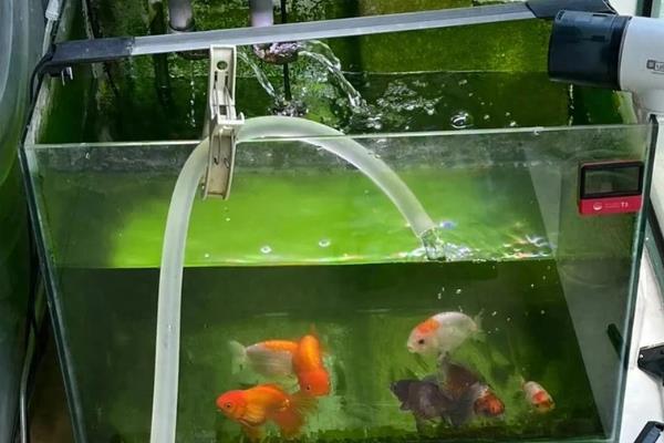 鱼缸为什么要换水，通过换水可以改善水质