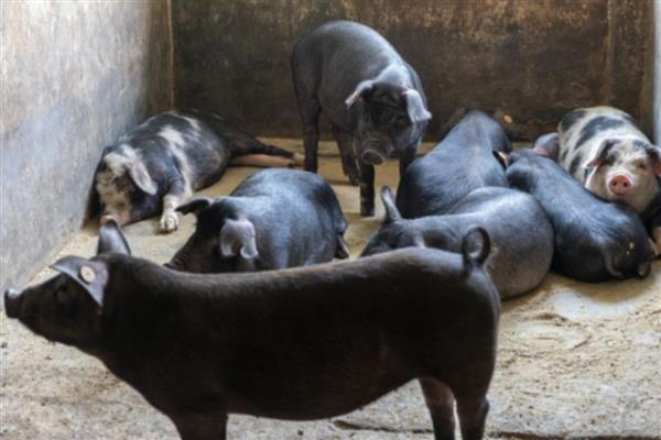 四川省古蔺县的特产，有丫杈猪、牛皮茶等