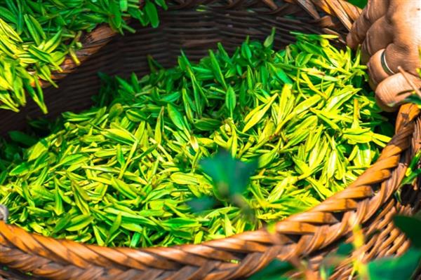 四川省古蔺县的特产，有丫杈猪、牛皮茶等