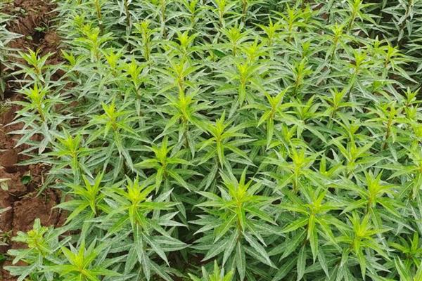 四川省古蔺县的特产，有丫杈猪、牛皮茶等