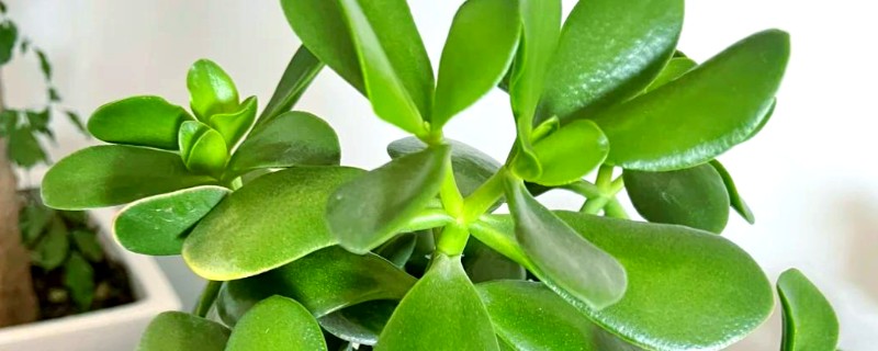 玉树能否养在卧室中,属于有毒植物不宜养在卧室里
