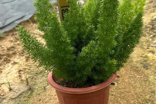 天门冬的繁殖方法，可种子繁殖也可分株繁殖