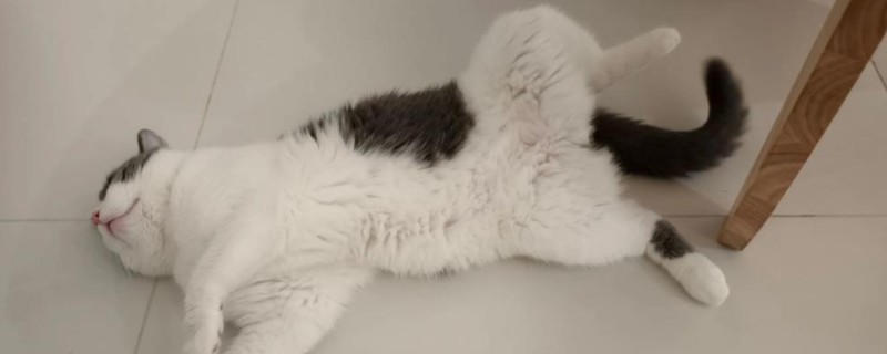 猫咪的应激反应，会出现异常行为