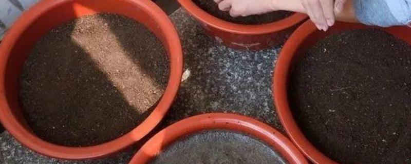 花土的杀菌消毒方法,暴晒土壤可以灭杀病菌和虫卵