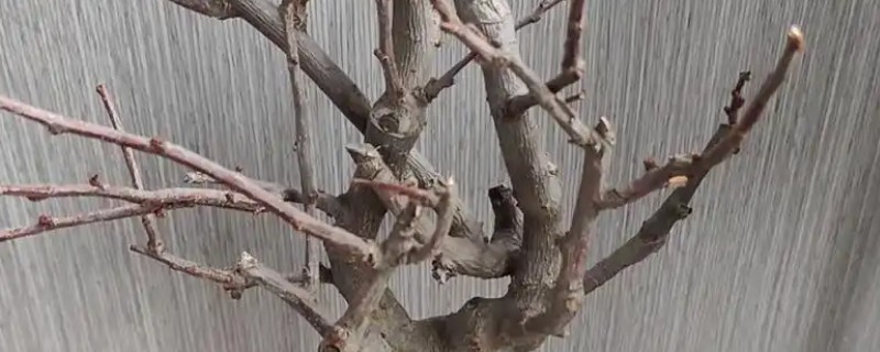 不发芽的树如何挽救，土壤贫瘠可以追施腐熟的肥料