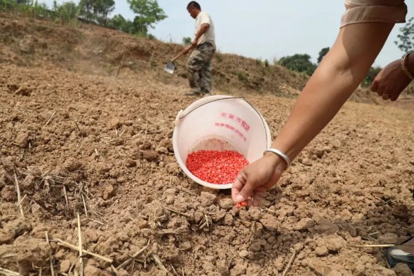 粘玉米的种植时间，适宜在4月20日谷雨前后种植