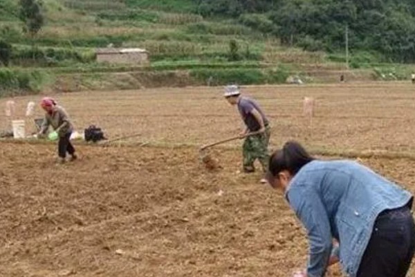 粘玉米的种植时间，适宜在4月20日谷雨前后种植