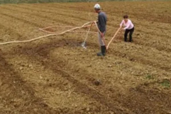 粘玉米的种植时间，适宜在4月20日谷雨前后种植