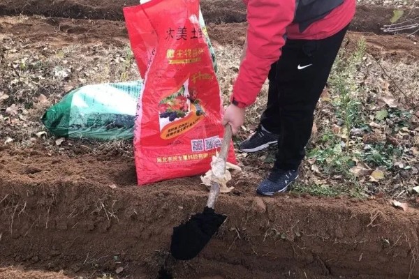 粘玉米的种植时间，适宜在4月20日谷雨前后种植