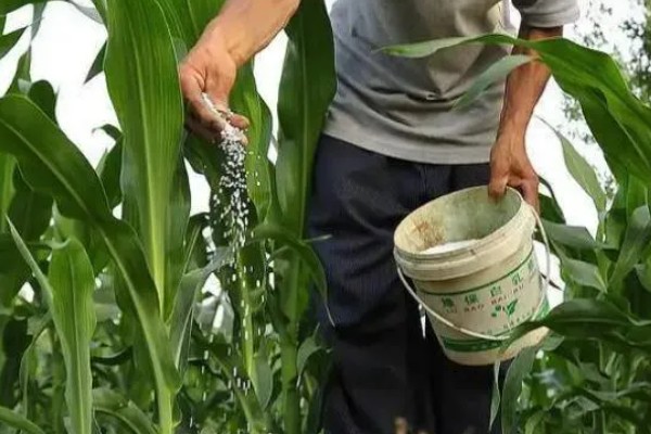 粘玉米的种植时间，适宜在4月20日谷雨前后种植
