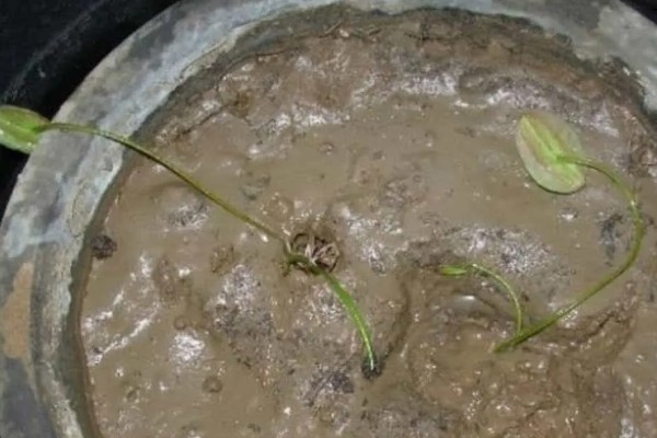 碗莲的种植方法，一年四季都可进行种植