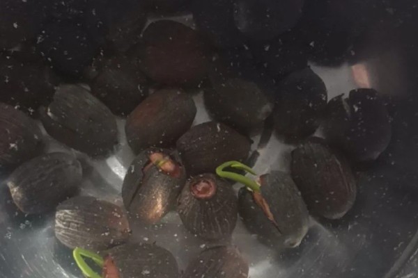 碗莲的种植方法，一年四季都可进行种植