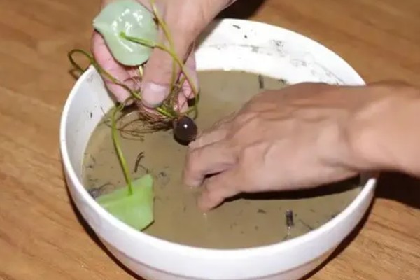 碗莲的种植方法，一年四季都可进行种植