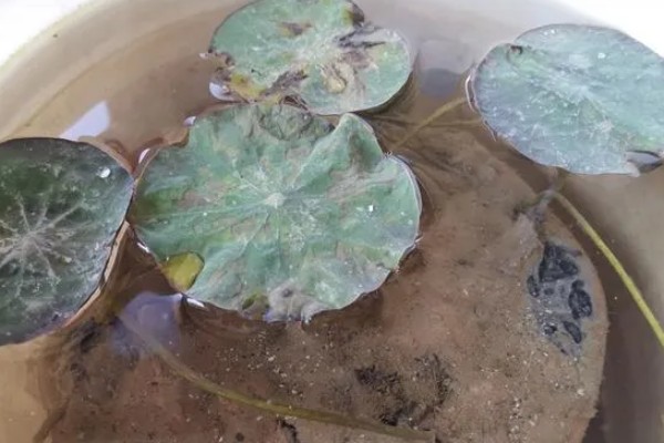 碗莲的种植方法，一年四季都可进行种植