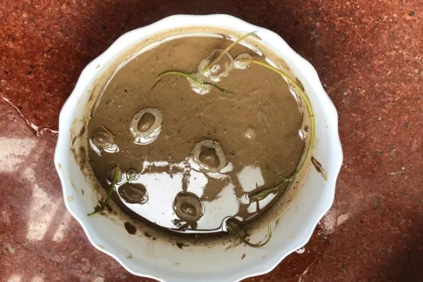 碗莲的种植方法，一年四季都可进行种植