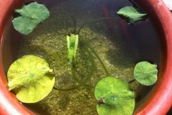 碗莲的种植方法，一年四季都可进行种植