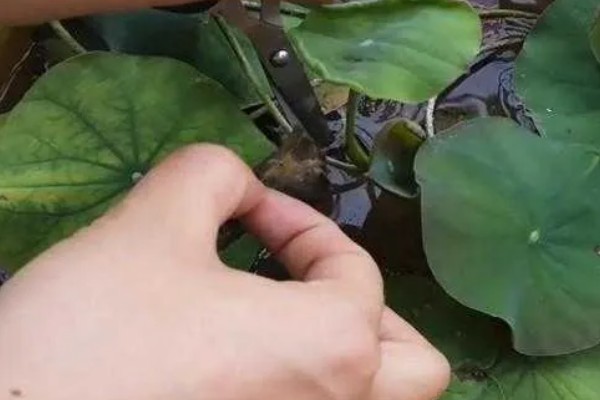 碗莲的种植方法，一年四季都可进行种植