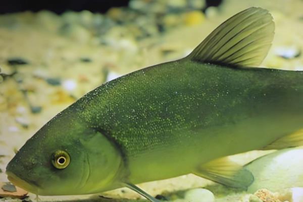 丁桂鱼适合在哪些地区养殖，0-40°C的水域中都可以生长