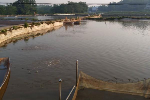 丁桂鱼适合在哪些地区养殖，0-40°C的水域中都可以生长