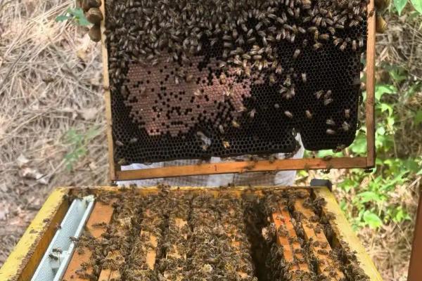 南方养蜜蜂用哪种蜂王,根据当地气候条件选择