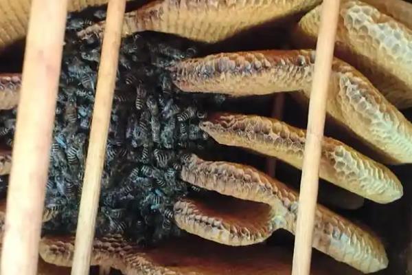 南方养蜜蜂用哪种蜂王,根据当地气候条件选择