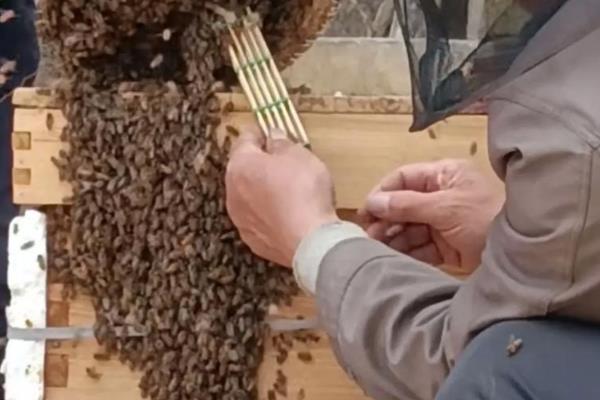 南方养蜜蜂用哪种蜂王,根据当地气候条件选择