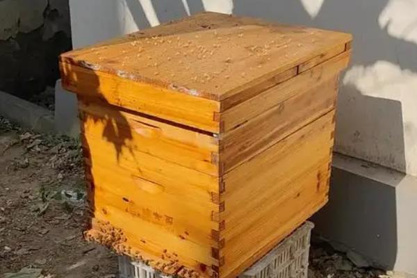 南方养蜜蜂用哪种蜂王,根据当地气候条件选择