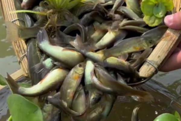 丁桂鱼适合在哪些地区养殖，0-40°C的水域中都可以生长