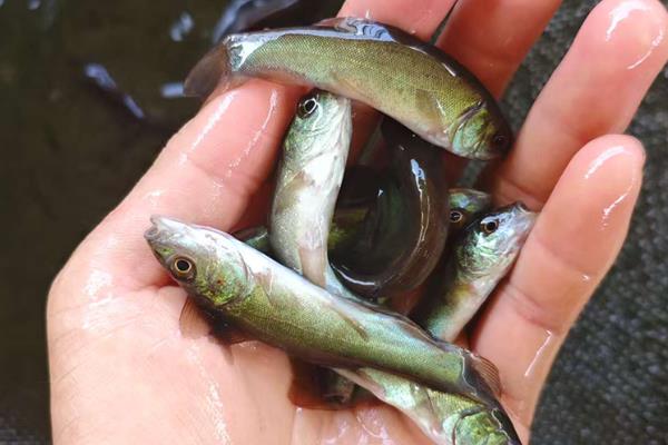 丁桂鱼适合在哪些地区养殖，0-40°C的水域中都可以生长