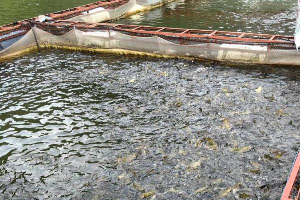 丁桂鱼适合在哪些地区养殖，0-40°C的水域中都可以生长