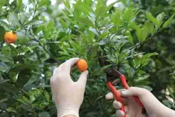 金桔树枯了如何处理，浇水过多要转移到干燥通风处养护
