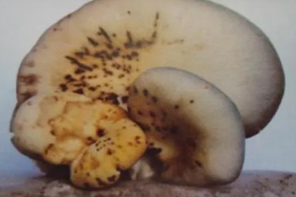 平菇锈斑病的防治方法,加强通风并喷洒石灰水