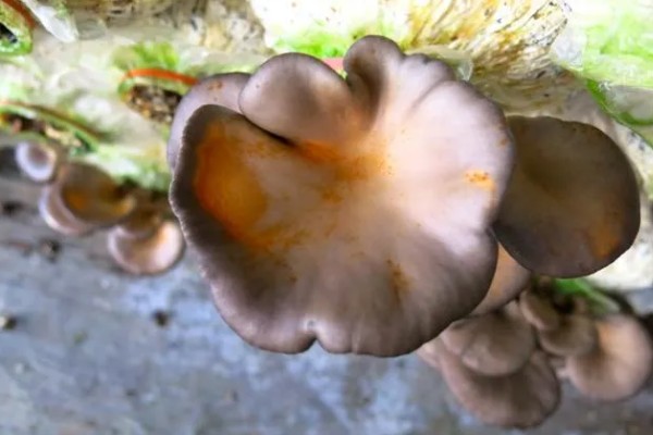平菇锈斑病的防治方法,加强通风并喷洒石灰水