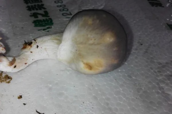 平菇锈斑病的防治方法,加强通风并喷洒石灰水