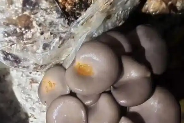 平菇锈斑病的防治方法,加强通风并喷洒石灰水