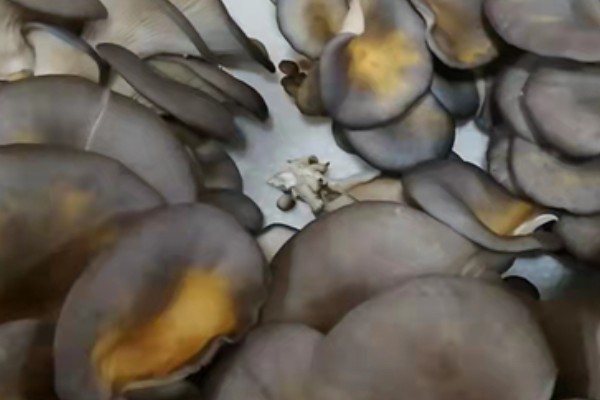 平菇锈斑病的防治方法,加强通风并喷洒石灰水