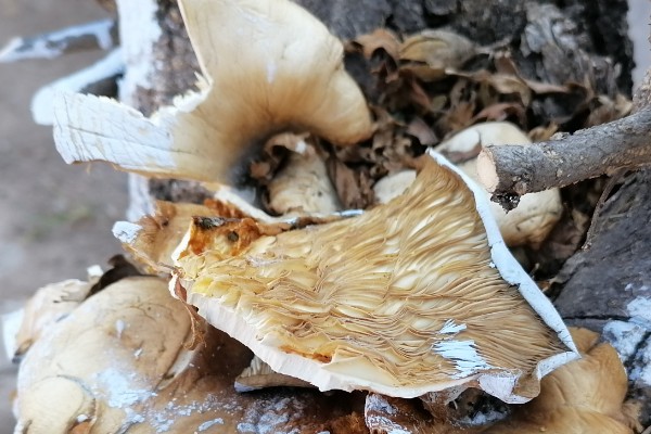 平菇锈斑病的防治方法,加强通风并喷洒石灰水