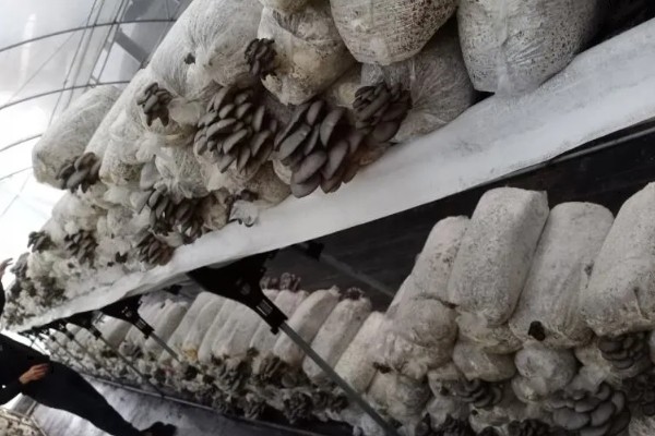 平菇锈斑病的防治方法,加强通风并喷洒石灰水