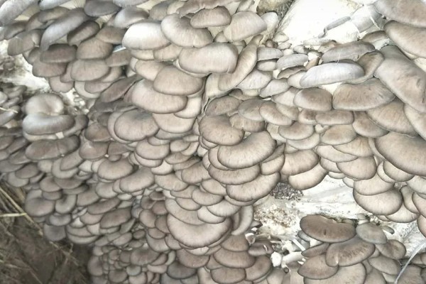 平菇锈斑病的防治方法,加强通风并喷洒石灰水