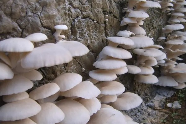 平菇锈斑病的防治方法,加强通风并喷洒石灰水