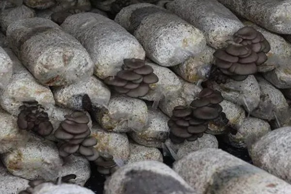 平菇锈斑病的防治方法,加强通风并喷洒石灰水