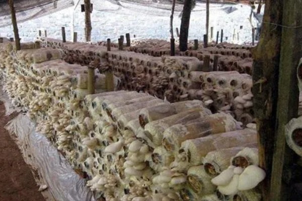 平菇锈斑病的防治方法,加强通风并喷洒石灰水