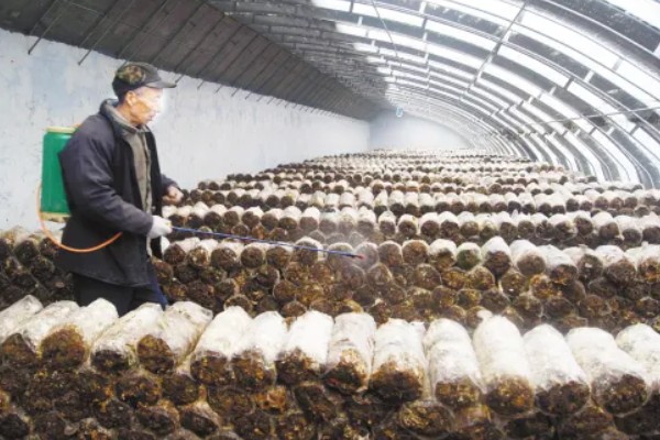 平菇锈斑病的防治方法,加强通风并喷洒石灰水
